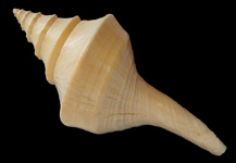 Neritina Decorative Craft Seashells - Nerite Marine Gastropod Snail Shell -  Bulk Craft Shells